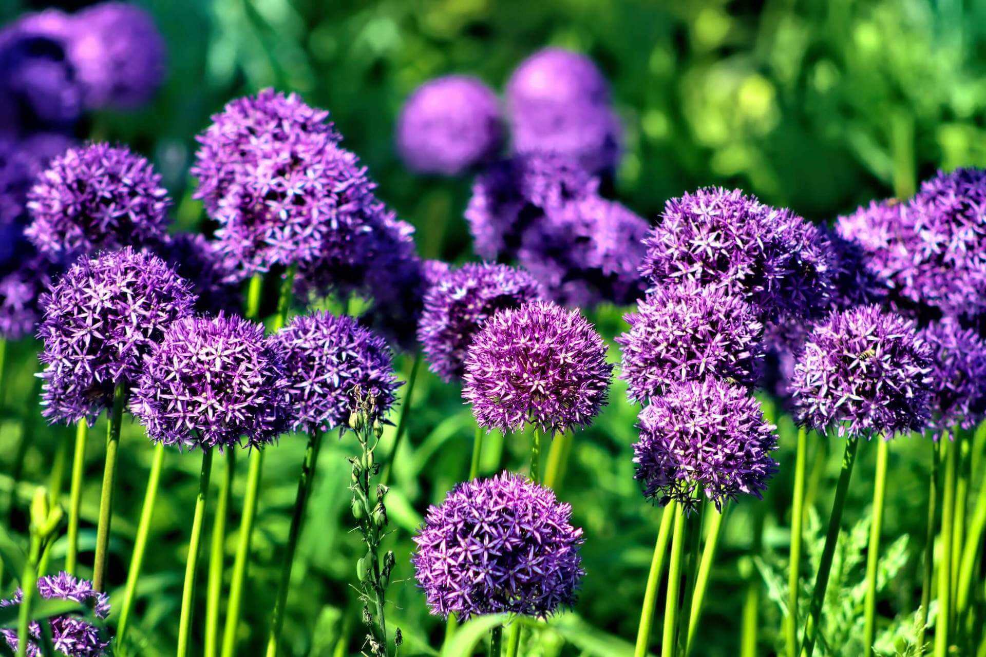 A row of purple alliums