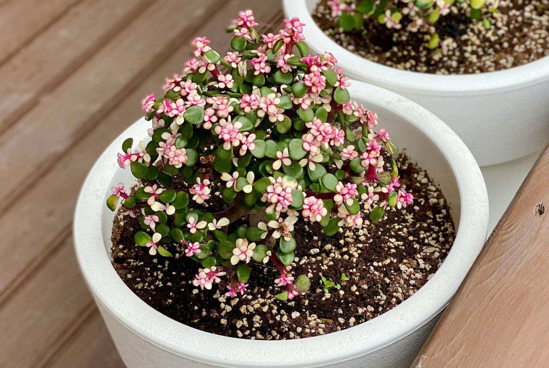 A flowering indoor money plant