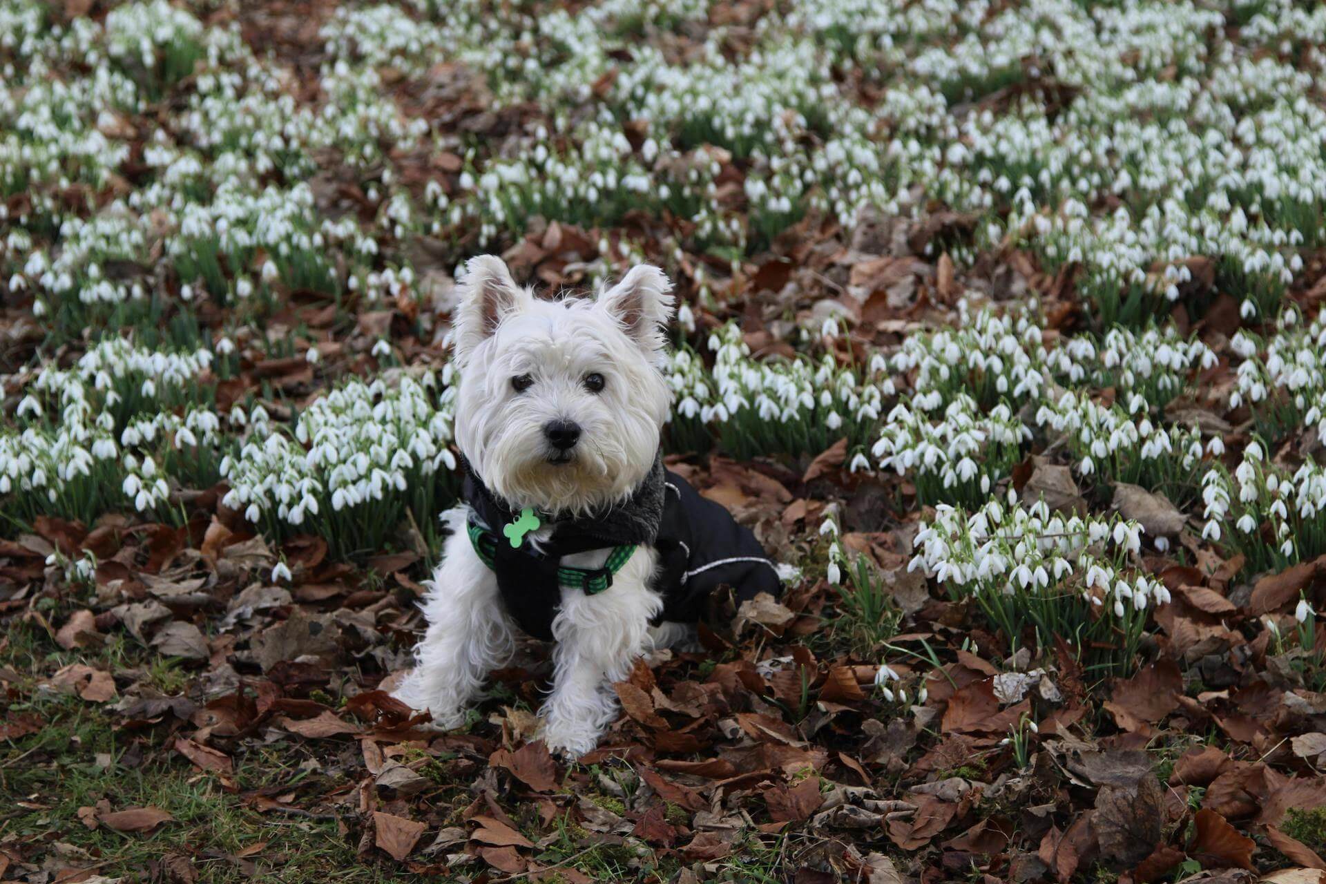 A group of white snowdrops flowering in Winter in the UK