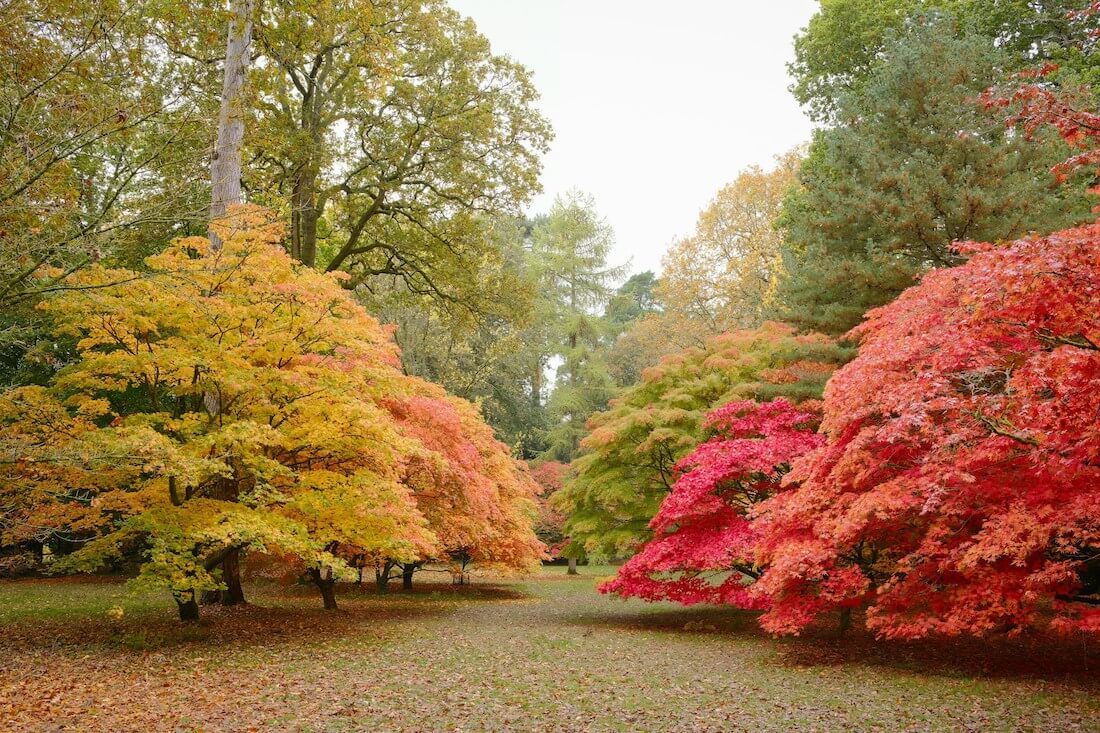 UK trees in Autumn, which is a quieter time in the garden.