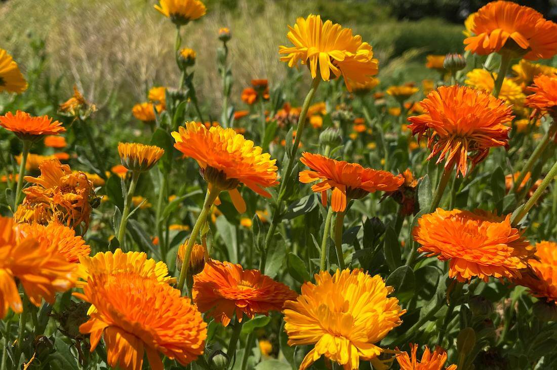 Calendula (a hardy annual) is a great example of what to plant in April in the UK