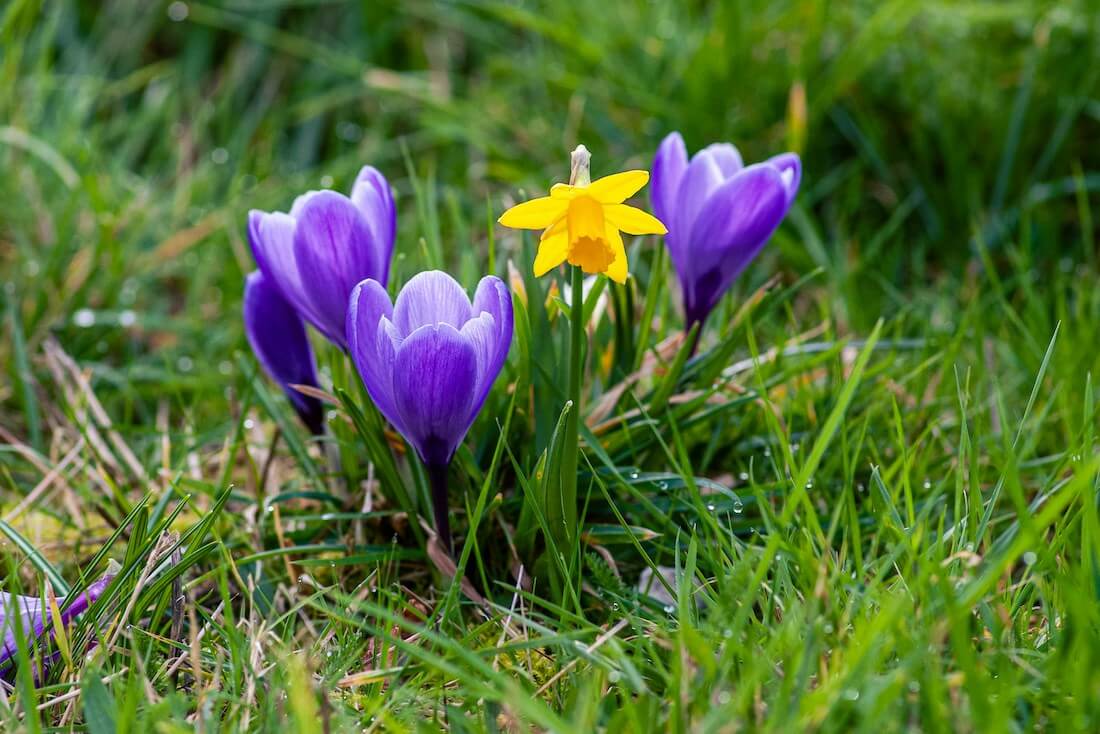 A daffodil surrounded by crocuses flowering in February in the UK