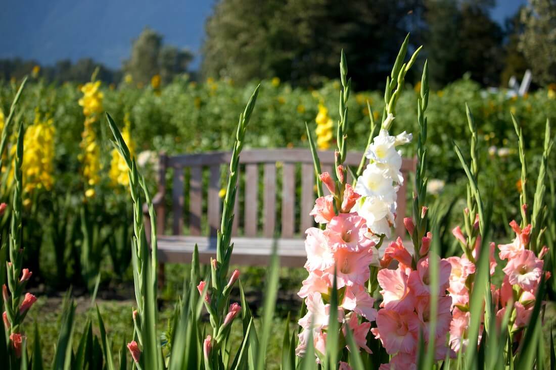 Gladiolus flowers are a great example of a Summer bulb that bursts into life around June and July in the UK.