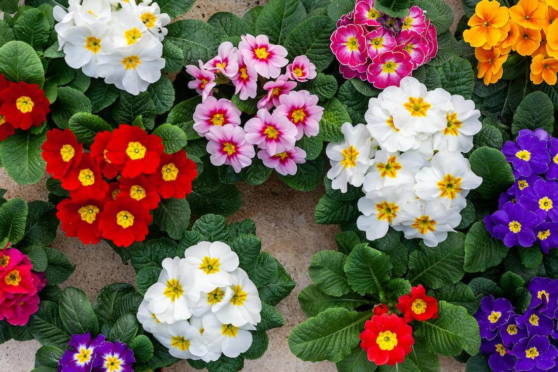 Colourful primrose flowers are a great example of what to plant in March in the UK