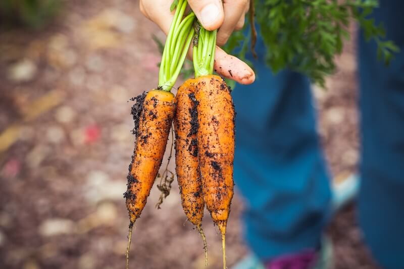 An assortment of vegetables that are easy to grow in the UK, including tomatoes