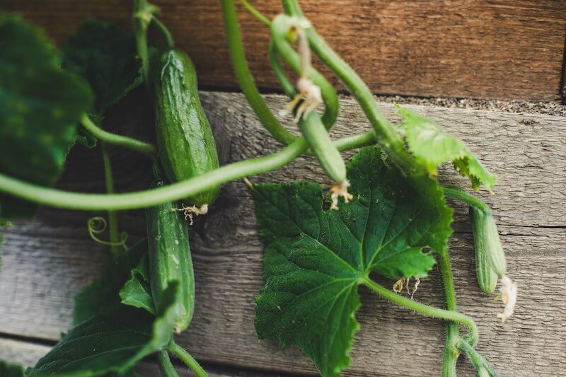 An assortment of vegetables that are easy to grow in the UK, including tomatoes