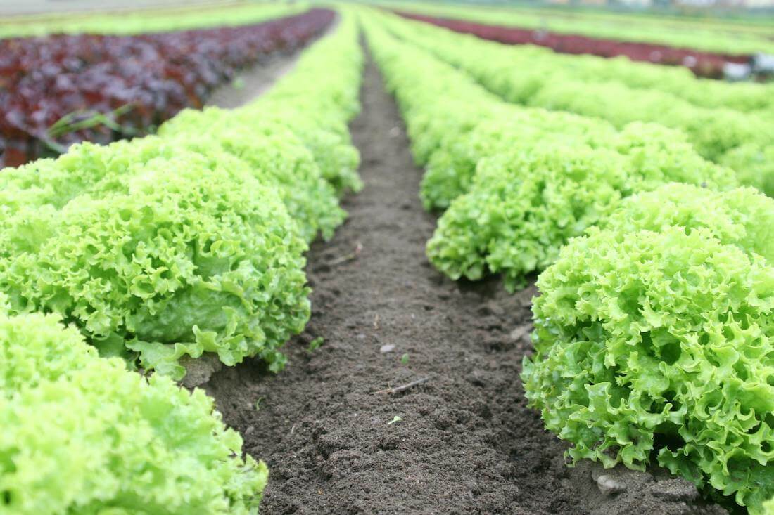 An assortment of vegetables that are easy to grow in the UK, including tomatoes