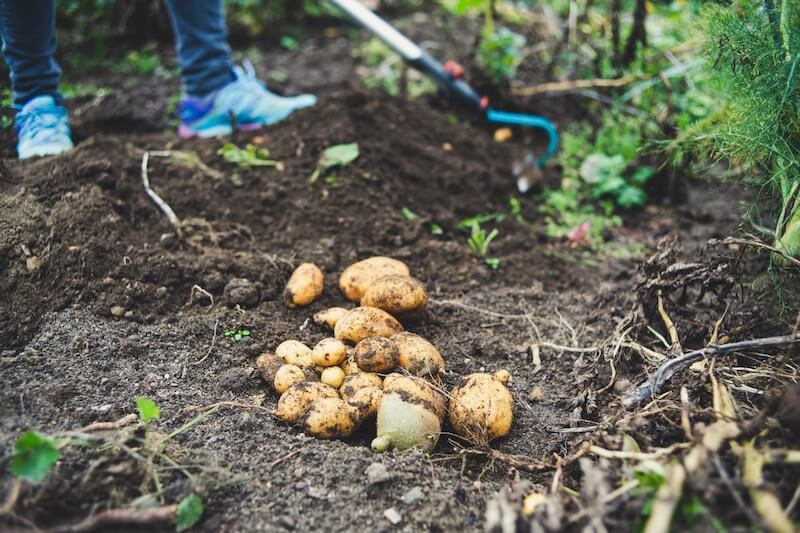 An assortment of vegetables that are easy to grow in the UK, including tomatoes