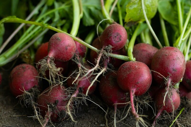 An assortment of vegetables that are easy to grow in the UK, including tomatoes