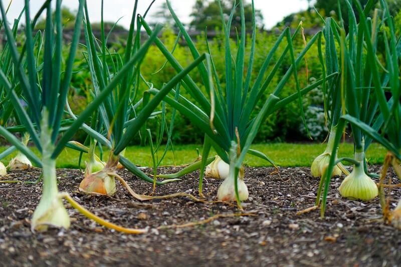 An assortment of vegetables that are easy to grow in the UK, including tomatoes