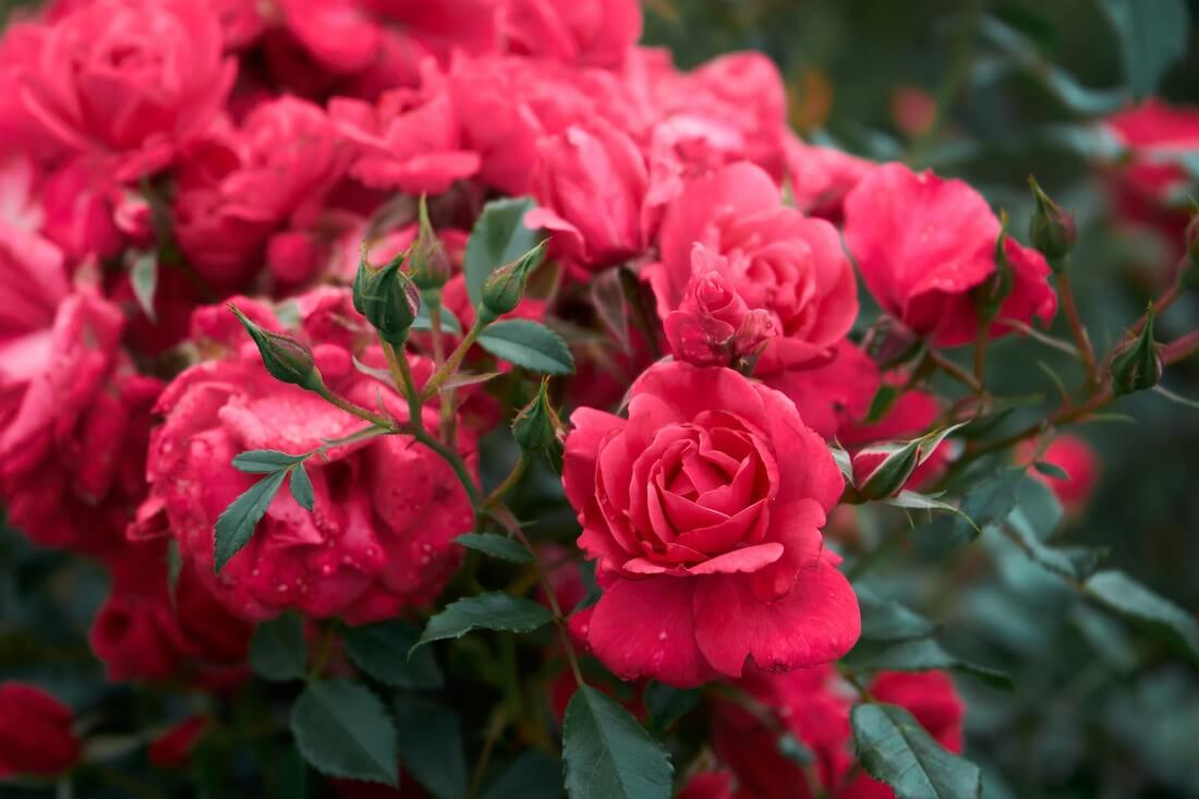 Rose Pruning Guide