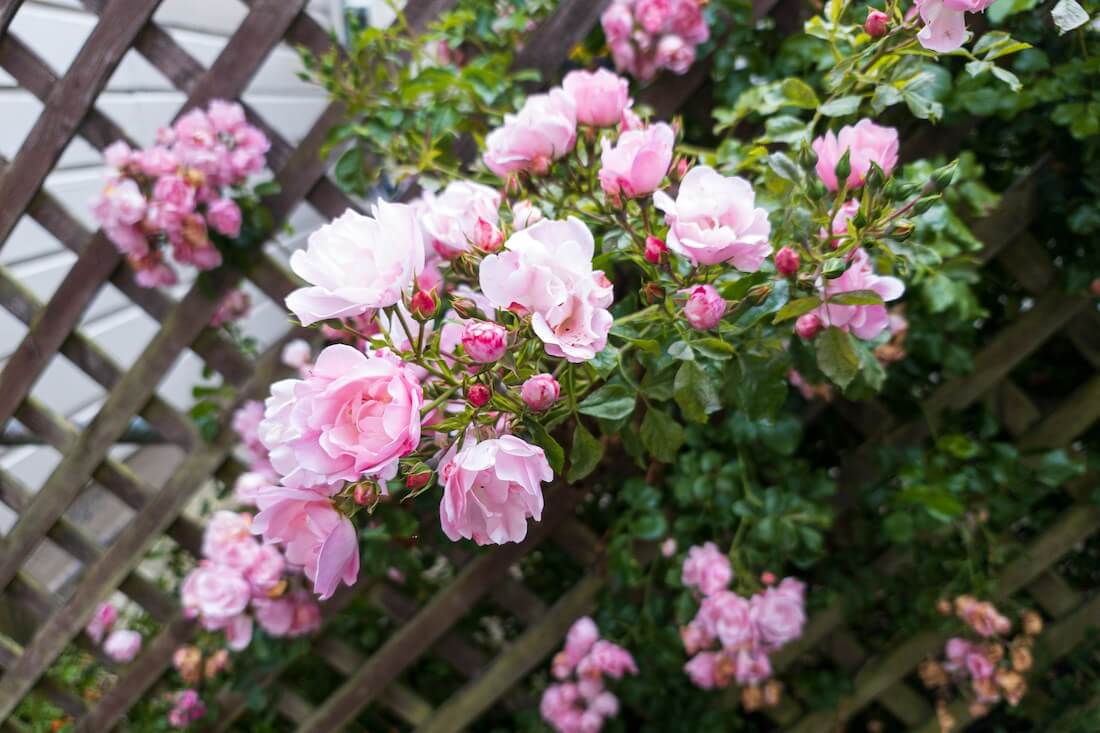 A beautiful pink rambling rose in the UK. Rambling roses typically need to be pruned immediately after flowering.