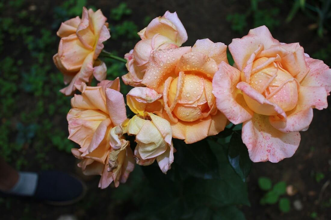 A pink rose ready for deadheading in the UK. Deadheading helps to ensure a longer period of blooming.