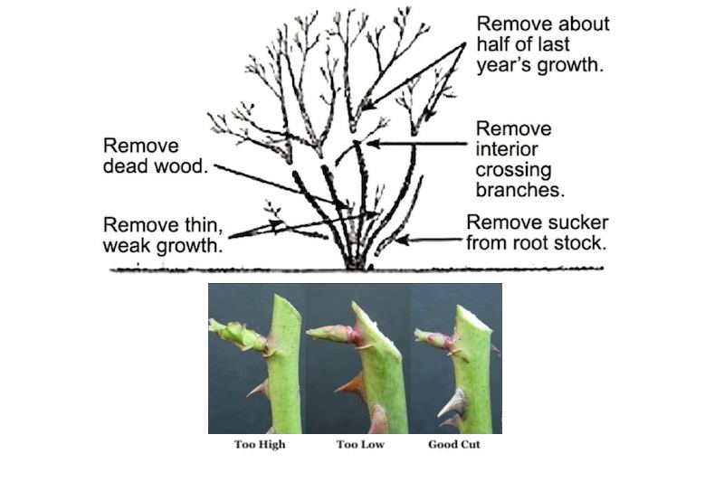 Diagrams showing how to prune roses in the UK. Cut just above an outward facing bud at a 45 degree angle.