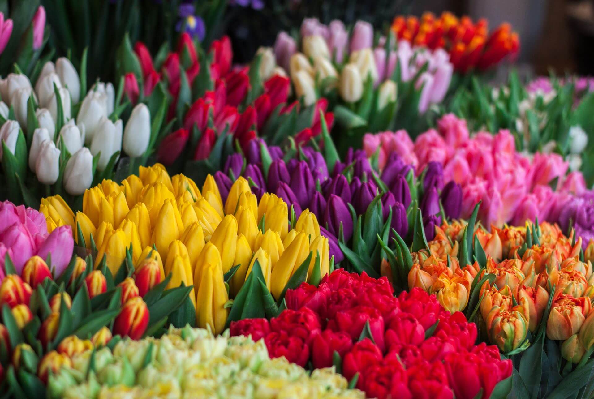 Tulips of a variety of colours