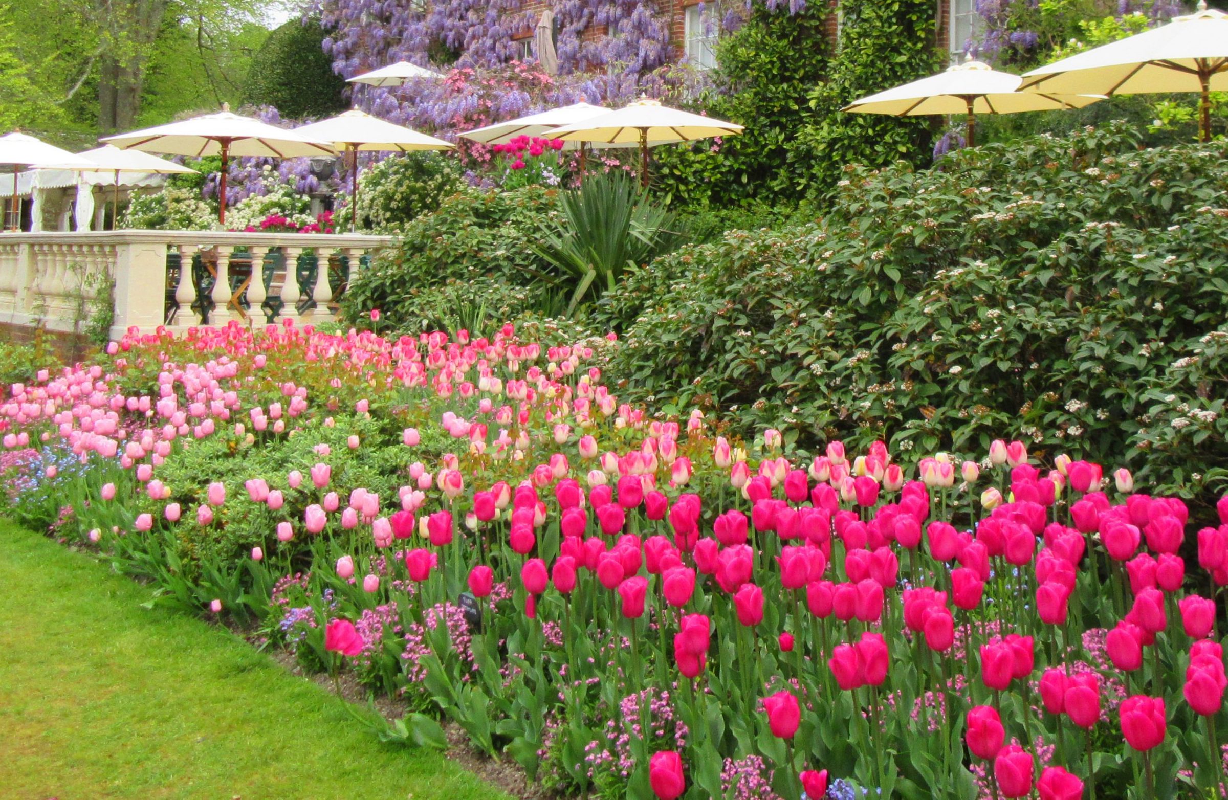 A display of red and variegated tulips at Pashley Manor Gardens tulip festival