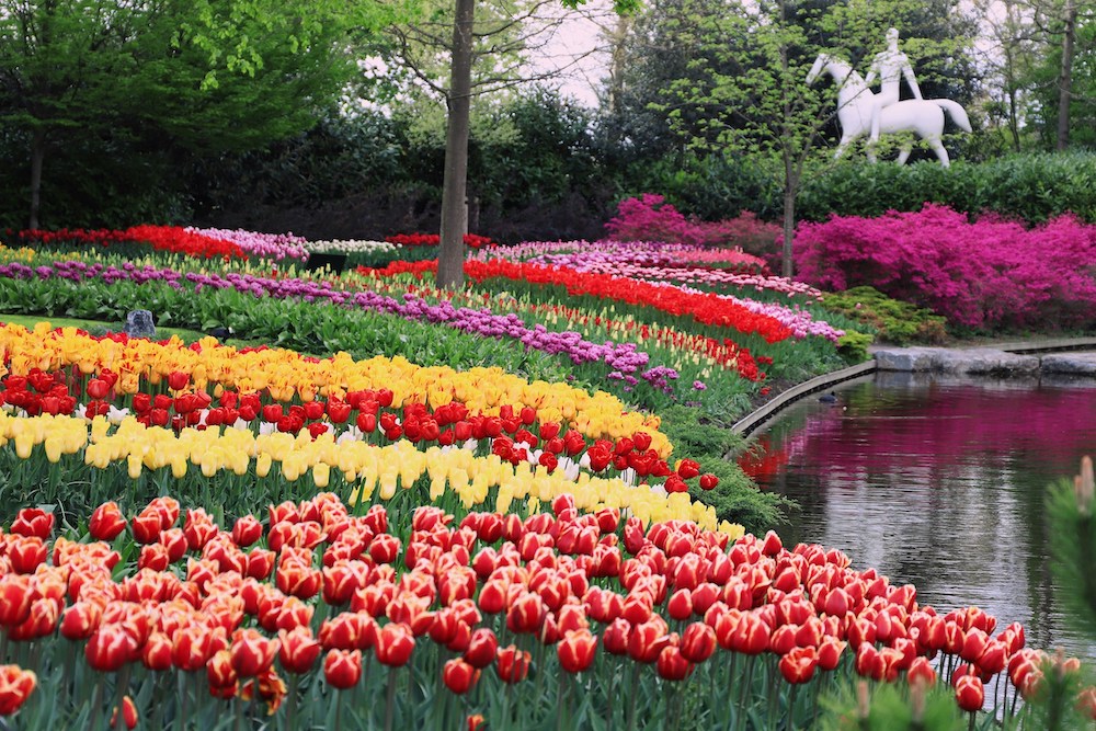 a display of red/white (fringed), solid red (Kingsblood), and solid yellow (Golden Parade) tulips